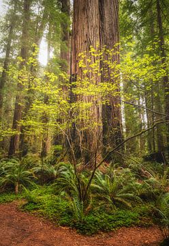 Yellow & Green by Loris Photography