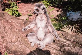 Stokstaartje by Gabriella Sidiropoulos