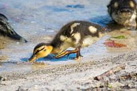 Baby eend in het water op zoek naar voedsel