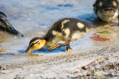 Baby eend in het water op zoek naar voedsel