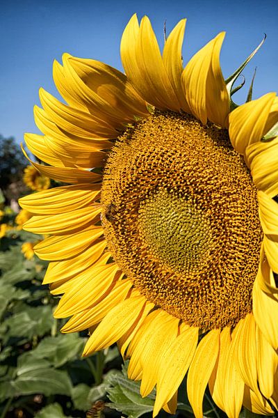 Close-up of sunflower by Arie Storm