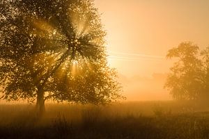 Gouden licht op de Strabrechtse heide van Joep de Groot