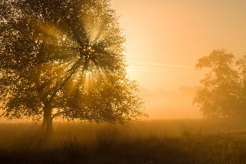 Golden light on the Strabrecht moors by Joep de Groot