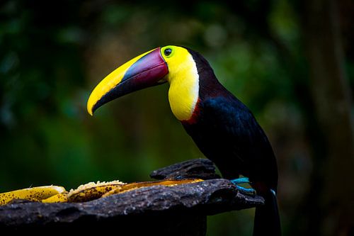 toucan tucan