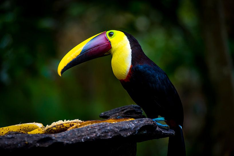 Toekan gele borst, tucan van Corrine Ponsen