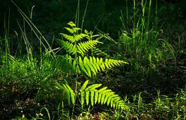 Rold Skov (Denmark) by Marcel Kerdijk