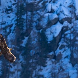 Golden eagle by Sam Mannaerts