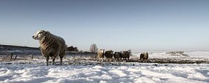 Verschneites Schaf
