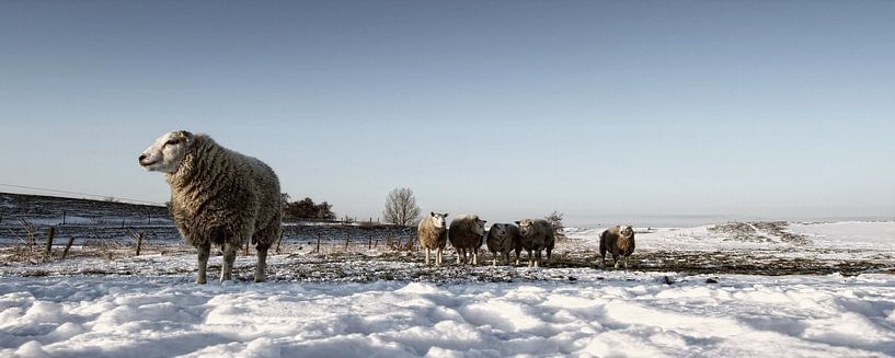 Snowy sheep van Eppo Karsijns