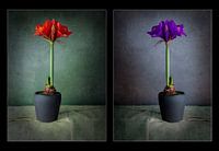 Amaryllis Flowers merged into one photo