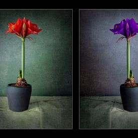 Amaryllis Flowers merged into one photo by Ton Buijs