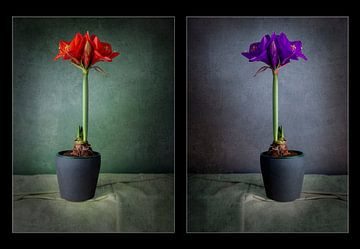 Amaryllis kleurenpracht van Ton Buijs