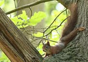 Europese Rode Eekhoorn van Wouter Midavaine thumbnail