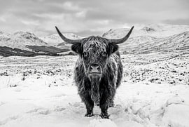 Highlanders in Scotland by Vlindertuin-Art