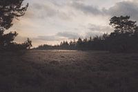 Point of light on the heath