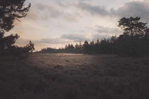 Lichtpuntje op de hei