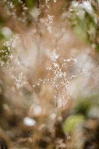 Gefrorene Spinnennetze und gefrorene Tropfen im Wald von Holly Klein Oonk