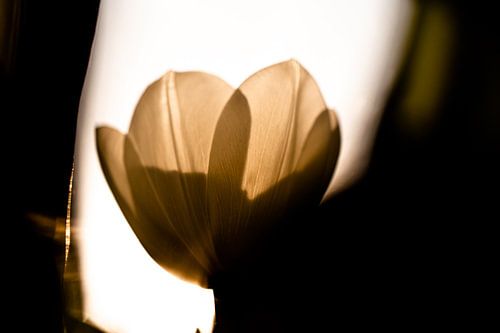 Tulipe