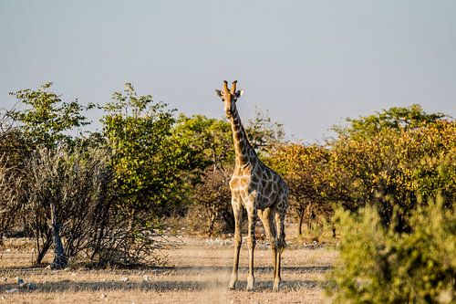 Het oogcontact met een giraffe