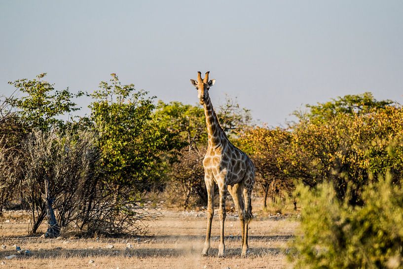 Het oogcontact met een giraffe van Sander RB