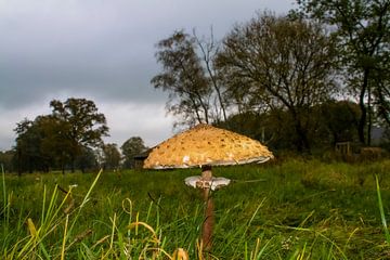 paddenstoel van Wilma Minkman