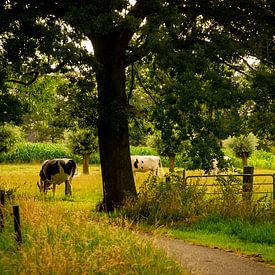Quiet summer evening in the countryside by Freek Wolsink
