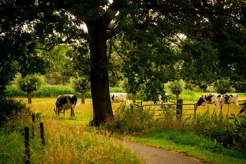 Quiet summer evening in the countryside