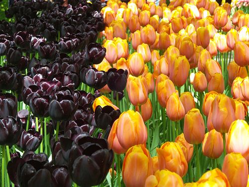 Keukenhof bloemen