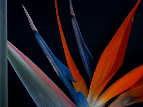 Strelitzia in volle bloei