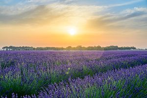Lavendelblüte in der Provence bei Sonnenuntergang