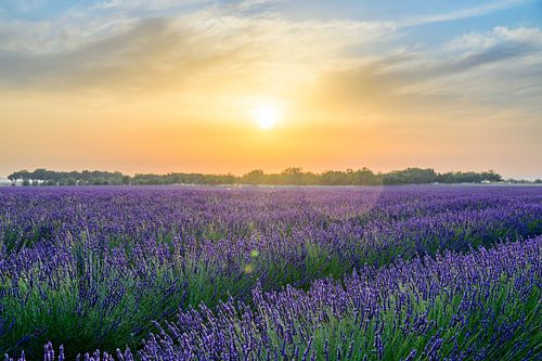 Bloeiende lavendel in de Provence tijdens zonsondergang
