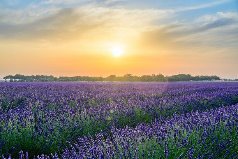 Lavender blossoming in the Provence during sunset by Sjoerd van der Wal Photography