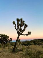 Lonely Joshua Tree