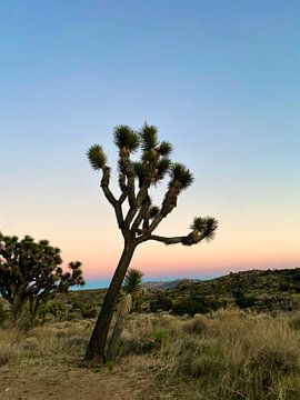 Lonely Joshua Tree van Dream Drip