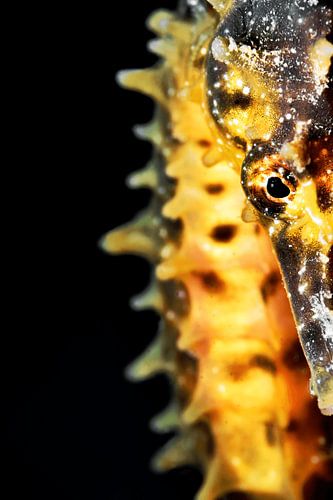 ART SUBAQUATIQUE - HIPPOCAMPE