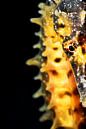 UNDERWATER ART - ZEEPAARD van LISA DC thumbnail