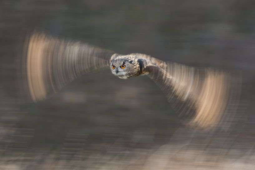 Uhu im Flug von Jeroen Stel