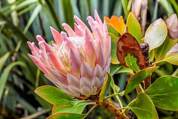 Koning Protea bloem (Protea cynaroides) bij Cape Foulwind, Nieuw-Zeeland van Christian Müringer
