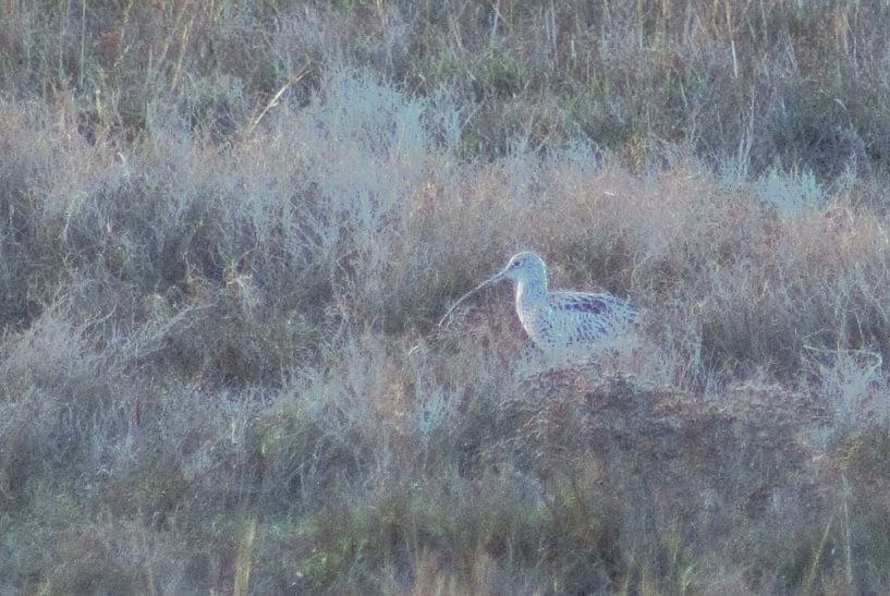 Curlew by Swirling Entities
