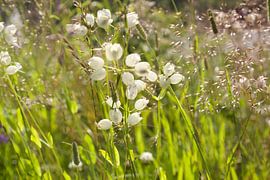 Wilde bloemen - Oostenrijk van Emily Mindermann