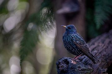 The starling a beautiful bird by Gonnie van de Schans