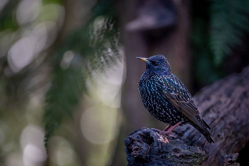 Der Star ein schöner Vogel von Gonnie van de Schans
