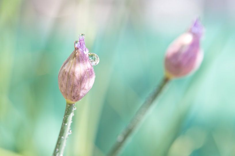 Makro-Foto Schnittlauch von Miranda van Hulst