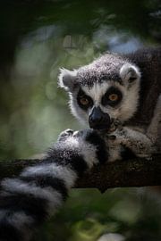 Maki - Südafrika von Joey van Megchelen