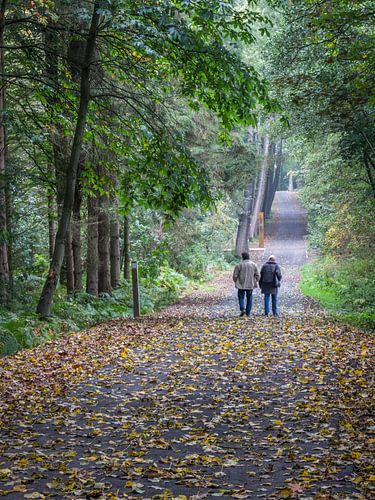 Boslaan in het Provinciaal Domein De Palingbeek