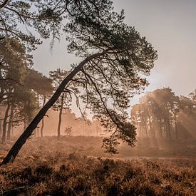 Arbre dans le brouillard matinal avec des rayons de soleil sur Dafne Vos