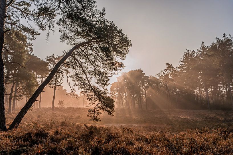 Tree in early morning fog with sun rays by Dafne Vos