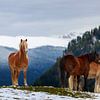 een mooi lichtbruin paard staat op een besneeuwde weide in een groep paarden van Thomas Heitz