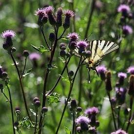 Glider butterfly on a thistle blossom by Reiner Conrad
