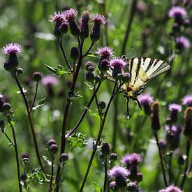 Papillon planeur sur une fleur de chardon sur Reiner Conrad